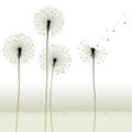 Floral background, dandelion Royalty Free Stock Photo