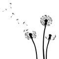 Floral background, dandelion Royalty Free Stock Photo