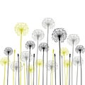 Floral background, dandelion