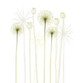 Floral background, dandelion. The meadow in summer Royalty Free Stock Photo