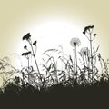 Floral background, dandelion