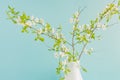 Floral background decorated blooming cherry flowers branch, bright blue backdrop for spring time season design Royalty Free Stock Photo