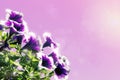 Floral background decoration purple and pink flowers Petunias