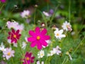 Floral background Field with colorful flowers with close-up shot of a bright fuchsia cosmos flower Deep pink Cosmos Royalty Free Stock Photo