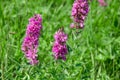 Purple wildflowers on a green background Royalty Free Stock Photo