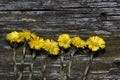 Floral background, flower mother, stepmother tussilago farfara. spring flower spring background Royalty Free Stock Photo