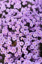 Floral background of flowers Aster or New York asters with butterfly on it