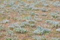 Floral background. Flowers of felty germander on sunny summer day