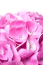 Flowers and petals of pink hydrangea Royalty Free Stock Photo