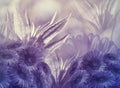Floral background. Flowers purple daisies on a purple-white background. Greeting card. Royalty Free Stock Photo