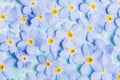 Floral background with forget-me-not flower blossoms, background with small natural blue flower blossoms Royalty Free Stock Photo