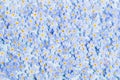 Floral background with forget-me-not flower blossoms, background with small natural blue flower blossoms Royalty Free Stock Photo