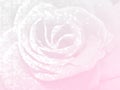 Floral background in the form of an abstract image of pink rose. Royalty Free Stock Photo