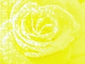 Floral background in the form of an abstract image of a yellow rose. Royalty Free Stock Photo