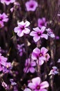 Geranium maderense, known as giant herb-Robert or the Madeira