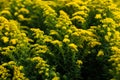 Floral background of goldenrod solidago flowers, vivid yellow blossoms background of solidago goldenrod flowers Royalty Free Stock Photo