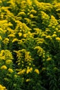 Floral background of goldenrod solidago flowers, vivid yellow blossoms background of solidago goldenrod flowers Royalty Free Stock Photo