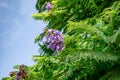 Floral background of green foliage of Jacaranda mimosifolia tree with panicle of purple flowers isolated on blue sky background.