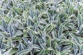 Floral background, ground cover plant fluffy leaves, Stachys woolly Stahis Royalty Free Stock Photo