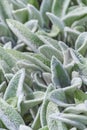 Floral background, ground cover plant fluffy leaves, Stachys woolly Stahis Royalty Free Stock Photo
