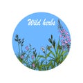 Floral background with hand drawn wild flowers, herbs and grasses