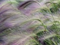 Floral background, Hordeum jubatum, with ladybug