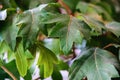 Floral background - ivy plant indoor, green palliate