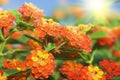 Floral background. Lantana flowers