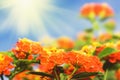 Floral background. Lantana flowers