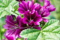 Floral background of large Hollyhock mallow purple flowers with green leafs. Blooming musky mallow in the summer garden