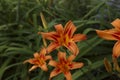 Floral background. Large orange daylily flowers on a background of green leaves in the garden. Royalty Free Stock Photo