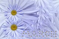 Floral background of light lilac daisies. March 8. Postcard for the holiday. Petals of a camomile close-up. Royalty Free Stock Photo