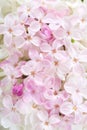 Floral background of light pink tiny flowers of Lilac. Flat lay. Top view. Selective focus Royalty Free Stock Photo