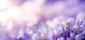 Floral Background With Lilac And Blur. Purple Flowers With Bokeh. Spring Banner