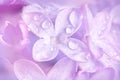 Floral background - lilac