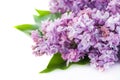 Floral background lilac flowers