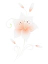 Floral background with lilies, element for design.