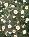 Floral background. A lot of white daisies on a flowerbed in the garden.