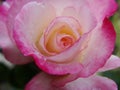 Pink rose macro. a macro of a pink flower. Royalty Free Stock Photo