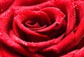 Macro of Red Rose with Dewdrops. Royalty Free Stock Photo