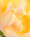 Floral background. Macro shot of the inside of a yellow tulip. Extreme tulip close up. Royalty Free Stock Photo