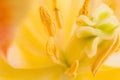 Floral background. Macro shot of the inside of a yellow tulip. Extreme tulip close up. Royalty Free Stock Photo