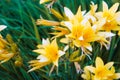 Floral background made of blooming lilies. Macro view of yellow blossom bush. Beautiful petals flower lily. Springtime and summer Royalty Free Stock Photo