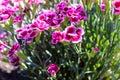 Floral background made of blooming pink garden carnation. Macro view of purple blossom bush.Small beautiful flowers.  Springtime a Royalty Free Stock Photo