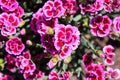 Floral background made of blooming pink garden carnation. Macro view of purple blossom bush.Small beautiful flowers.  Springtime a Royalty Free Stock Photo