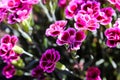 Floral background made of blooming pink garden carnation. Macro view of purple blossom bush.Small beautiful flowers. Springtime a