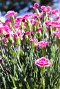Floral background made of blooming pink garden carnation. Macro view of purple blossom bush.Small beautiful flowers.  Springtime a Royalty Free Stock Photo