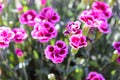 Floral background made of blooming pink garden carnation. Macro view of purple blossom bush.Small beautiful flowers.  Springtime a Royalty Free Stock Photo