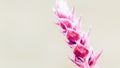 Floral background magenta meadow plant sprig