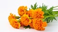 marigold flowers background